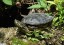 Tortue de Floride [Trachemys scripta elegans]