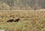 Vaches Highland  Fontenay-le-Vicomte