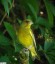 Verdier d'Europe [Carduelis chloris]