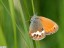 Cphale [Coenonympha arcania]  Valpuiseaux