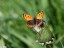 Cuivr commun [Lycaena phlaeas]  Longpont s/Orge