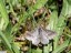 Fidonie du trfle [Tephrina murinaria]  Champmotteux