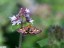 Pyrale pourpre [Pyrausta purpuralis]  Fontenay-le-Vicomte