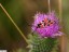 Zygne de la petite Coronille [Zygaena fausta]  Champmotteux