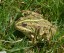 Crapaud vert [Bufo viridis]