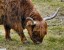 Vache Highland [Bos primigenius] Itteville - Mars 2010