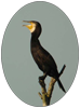 Grands cormorans