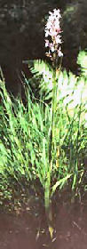 Dacthylorhiza maculata
