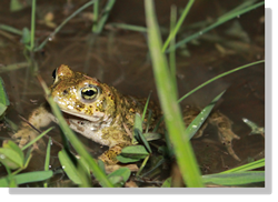 Crapaud calamite Crapaud calamite