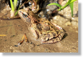 Grenouille rousse