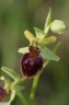 Ophrys