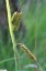 Lache glauque [Carex flacca]