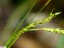 Lache des bois [Carex sylvatica]