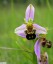 Ophrys abeille [Ophrys apifera]