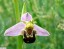 Ophrys abeille [Ophrys apifera]