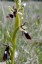 Ophrys mouche [Ophrys insectifera]