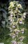 Epipactis helleborine (jardin  Ste Genevive des Bois)
